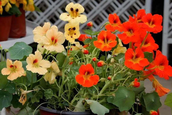 旱莲花的养殖方法，生长季节每隔1-2天浇一次水