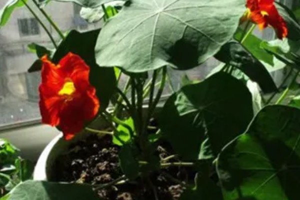 旱莲花的养殖方法，生长季节每隔1-2天浇一次水