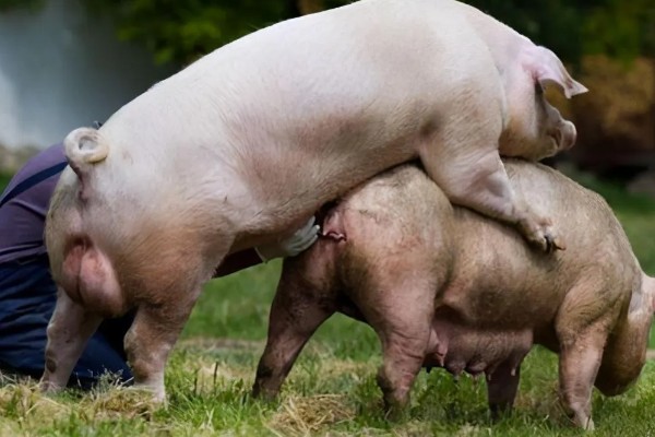 母猪发情的症状，发情的母猪精神会变的不安