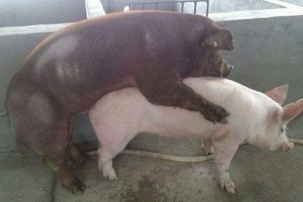母猪发情的症状，发情的母猪精神会变的不安