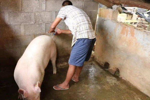 母猪发情的症状，发情的母猪精神会变的不安