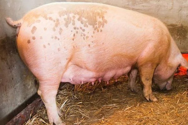 母猪发情的症状，发情的母猪精神会变的不安