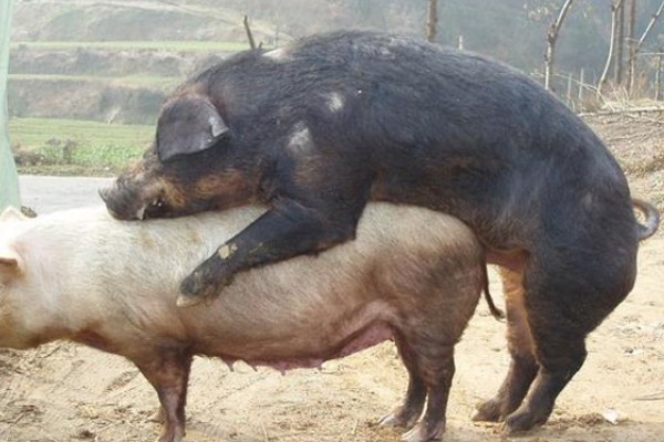 母猪发情的症状，发情的母猪精神会变的不安