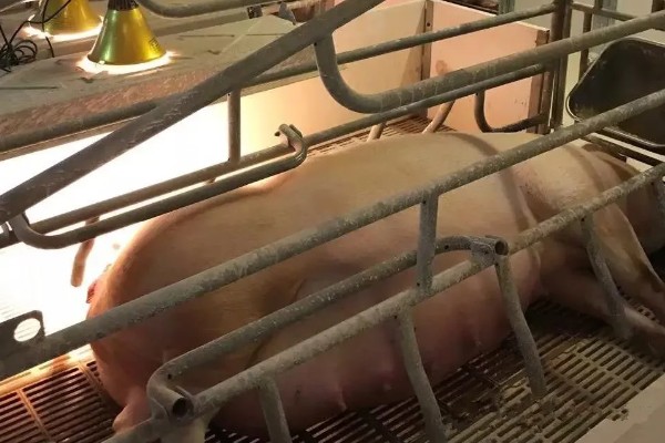 母猪发情的症状，发情的母猪精神会变的不安