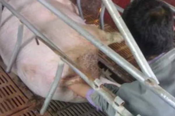 母猪发情的症状，发情的母猪精神会变的不安