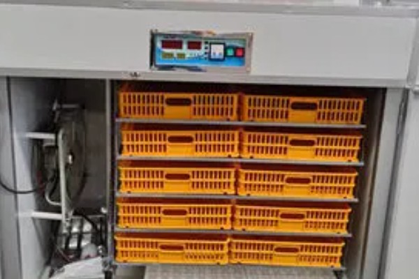 高品质孵化机如何选择，孵化率的高低是关键