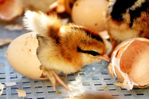 高品质孵化机如何选择，孵化率的高低是关键