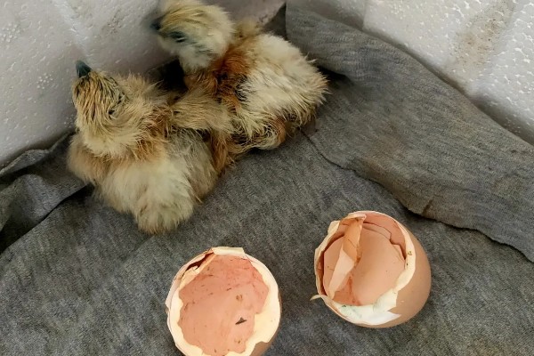 高品质孵化机如何选择，孵化率的高低是关键