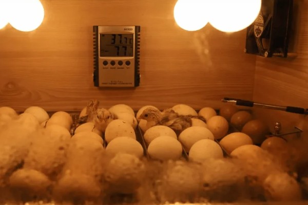 高品质孵化机如何选择，孵化率的高低是关键