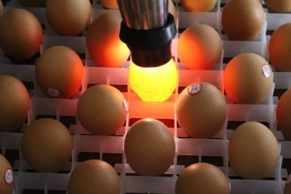 高品质孵化机如何选择，孵化率的高低是关键