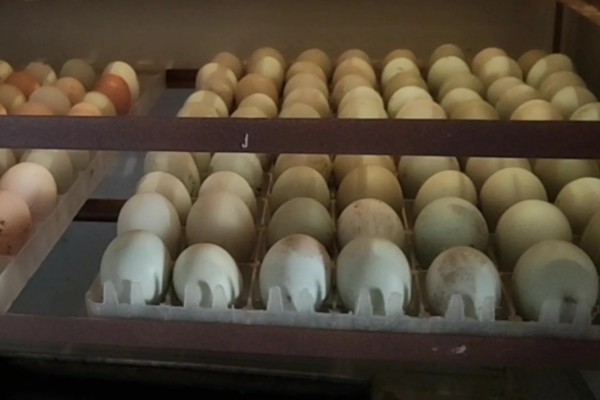 高品质孵化机如何选择，孵化率的高低是关键