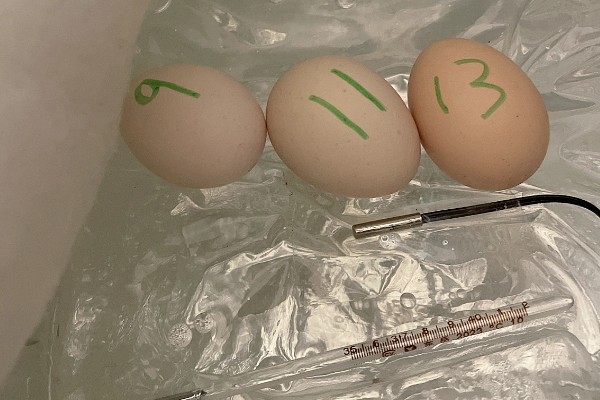 高品质孵化机如何选择，孵化率的高低是关键