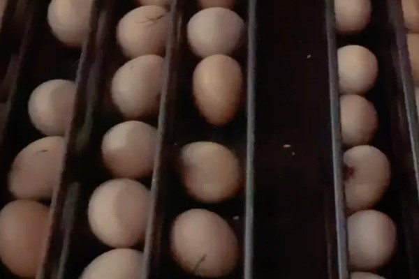 高品质孵化机如何选择，孵化率的高低是关键