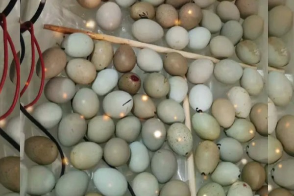 高品质孵化机如何选择，孵化率的高低是关键