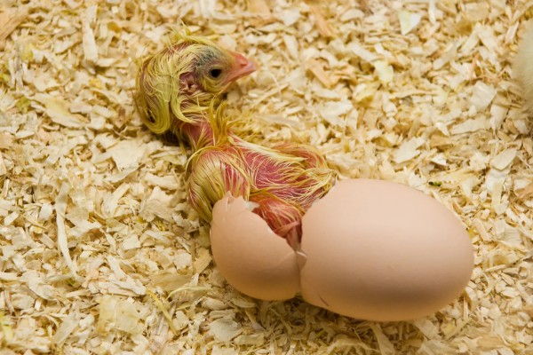 高品质孵化机如何选择，孵化率的高低是关键