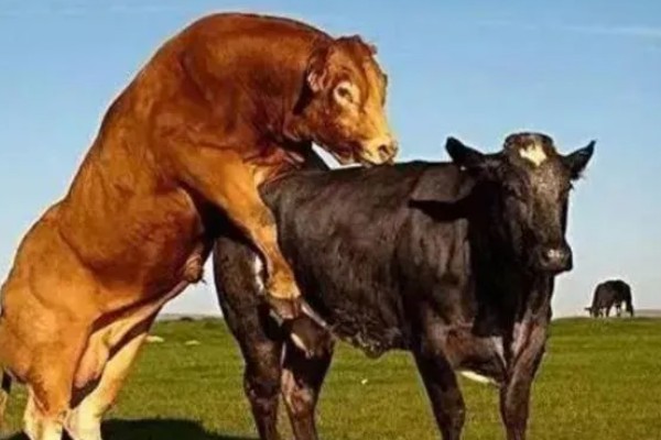 繁殖母牛弓腰的原因，可能是首次配种无法适应