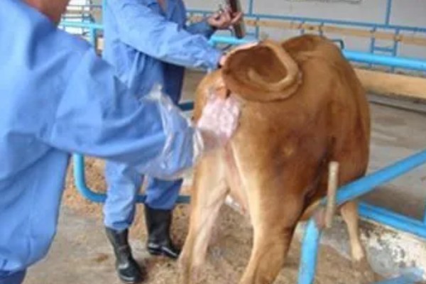 繁殖母牛弓腰的原因，可能是首次配种无法适应