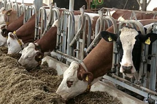 繁殖母牛弓腰的原因，可能是首次配种无法适应