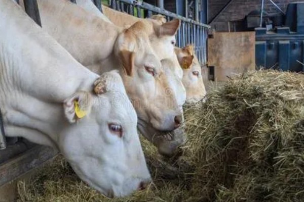 繁殖母牛弓腰的原因，可能是首次配种无法适应