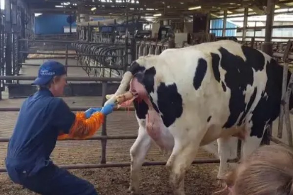 繁殖母牛弓腰的原因，可能是首次配种无法适应