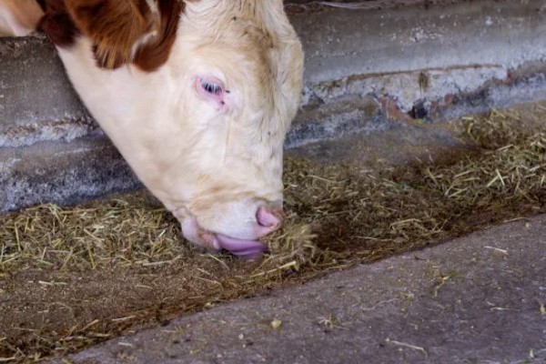 繁殖母牛弓腰的原因，可能是首次配种无法适应