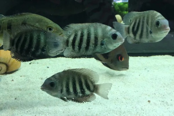 钻石菠萝鱼好不好养，养殖难度很高