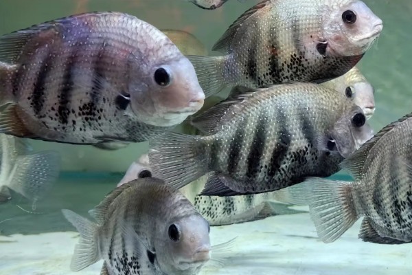 钻石菠萝鱼好不好养，养殖难度很高