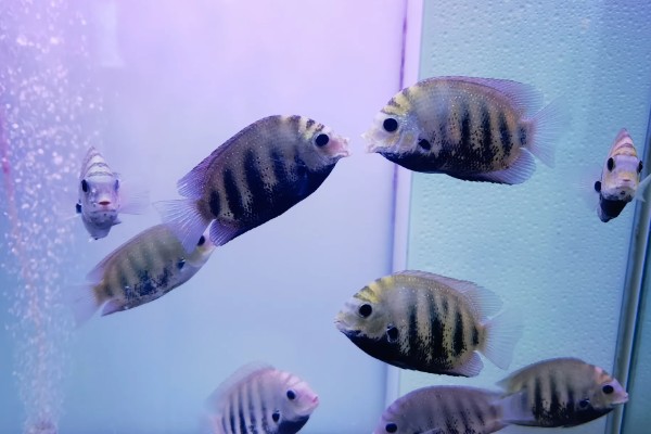 钻石菠萝鱼好不好养，养殖难度很高