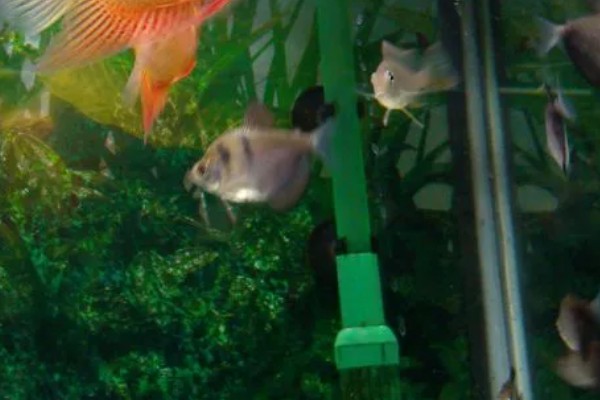 钻石菠萝鱼好不好养，养殖难度很高