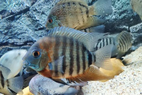 钻石菠萝鱼好不好养，养殖难度很高