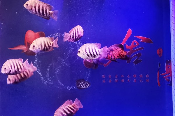 钻石菠萝鱼好不好养，养殖难度很高