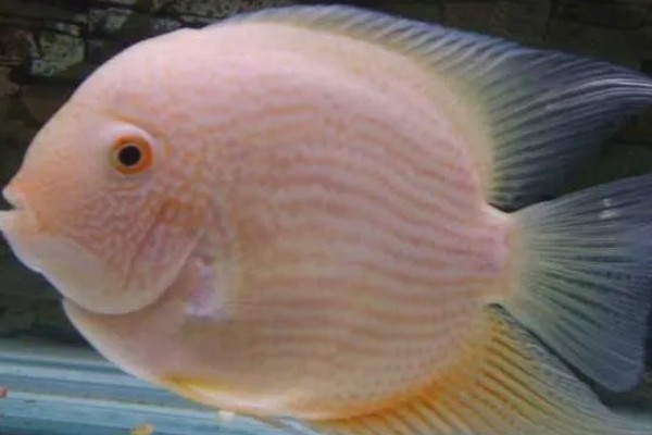 钻石菠萝鱼好不好养，养殖难度很高