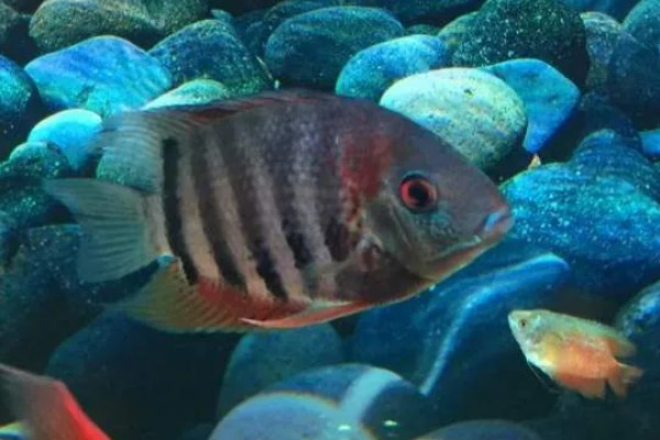 钻石菠萝鱼好不好养，养殖难度很高