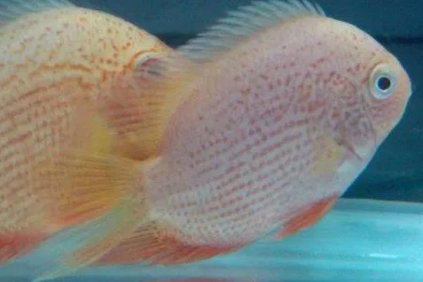 钻石菠萝鱼好不好养，养殖难度很高