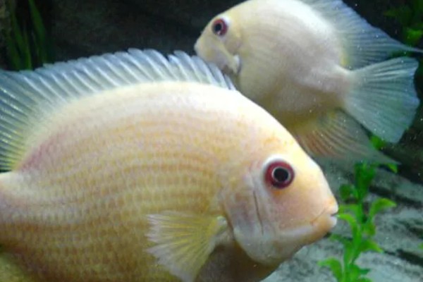 钻石菠萝鱼好不好养，养殖难度很高