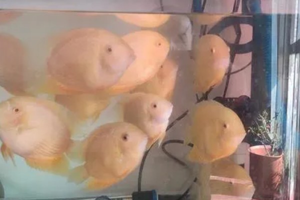 钻石菠萝鱼好不好养，养殖难度很高