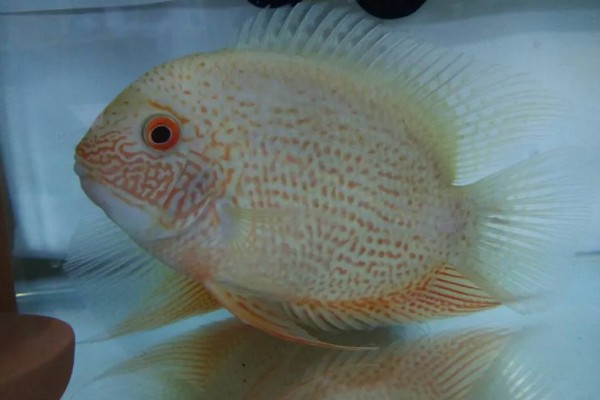 钻石菠萝鱼好不好养，养殖难度很高