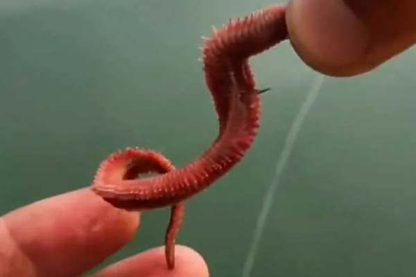 梭鱼能不能钓，适合在石头较多的地方作钓