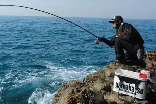 梭鱼能不能钓，适合在石头较多的地方作钓