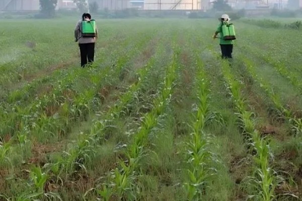 使用二甲四氯二甲胺盐有哪些注意事项，施药时不能重复喷施