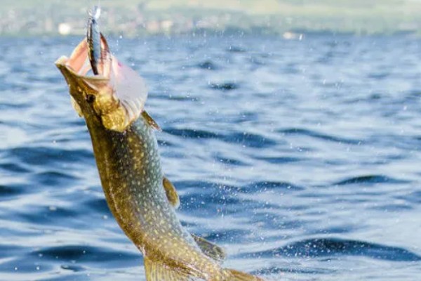 梭鱼能不能钓，适合在石头较多的地方作钓