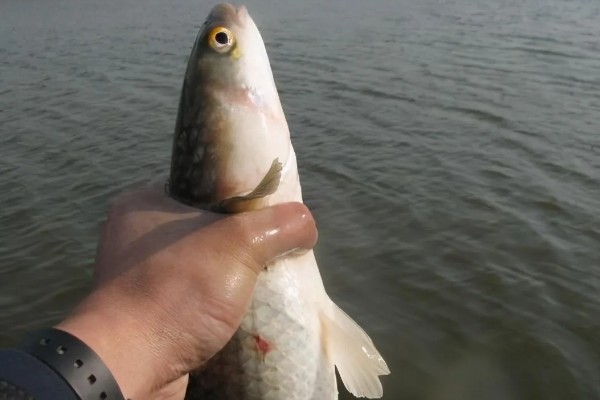 梭鱼能不能钓，适合在石头较多的地方作钓