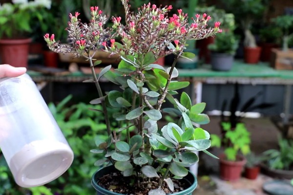 为什么长寿花光长叶不开花，可能是光照不足所致