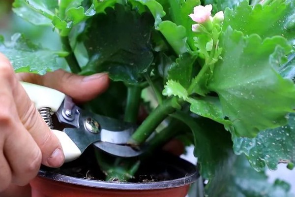 为什么长寿花光长叶不开花，可能是光照不足所致