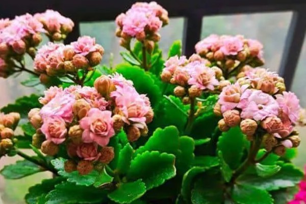 为什么长寿花光长叶不开花，可能是光照不足所致