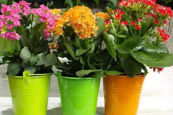 为什么长寿花光长叶不开花，可能是光照不足所致