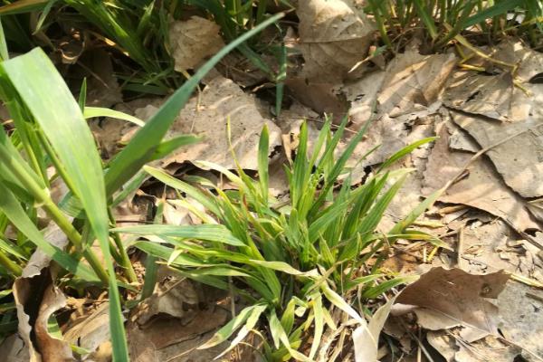 春季小麦病虫害的防治时间,通常是2月下旬至4月初