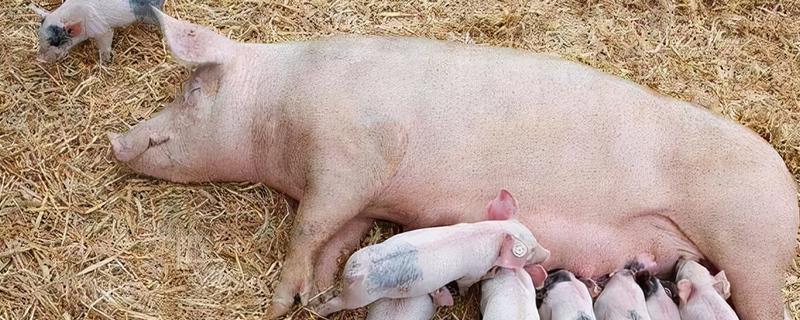妊娠母猪饲养管理注意事项，临产需要提前对产房彻底消毒