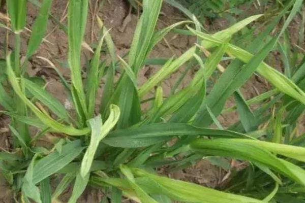 春季小麦病虫害的防治时间,通常是2月下旬至4月初