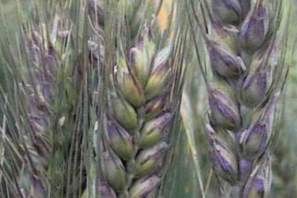 春季小麦病虫害的防治时间,通常是2月下旬至4月初